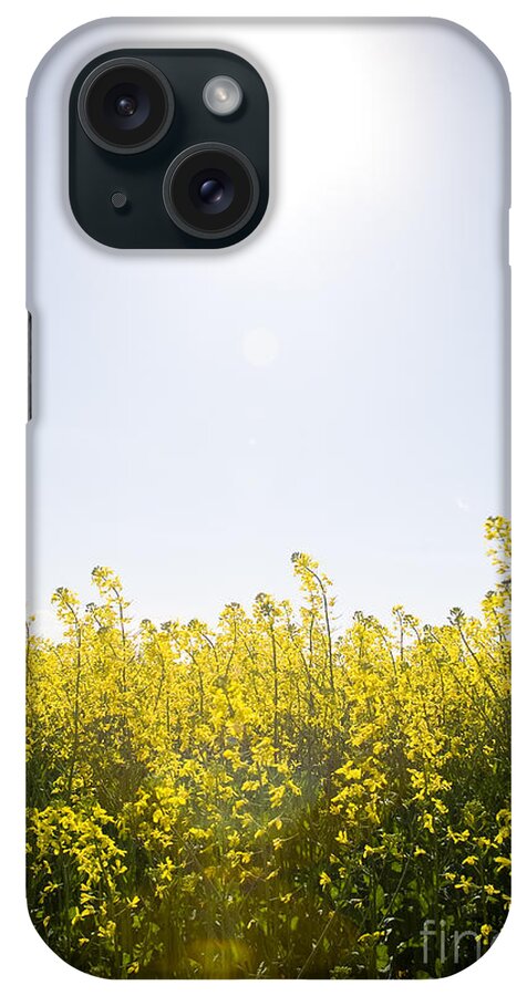 Canola Crop iPhone Case featuring the photograph Canola Under Sun by THP Creative