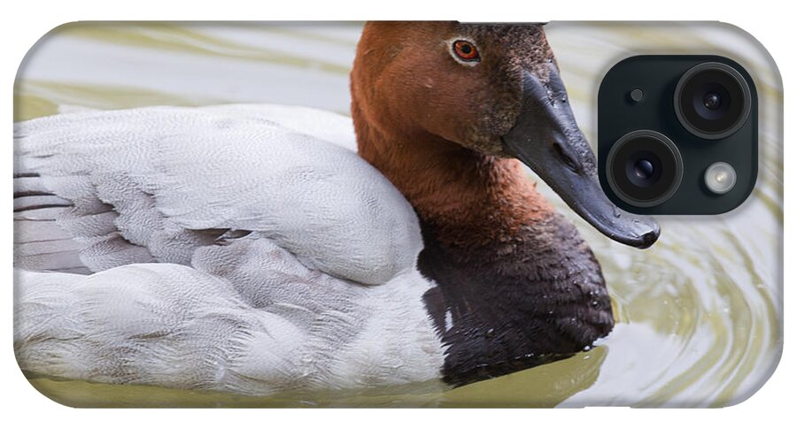 Canvasback iPhone Case featuring the photograph Canvasback by Jack Nevitt