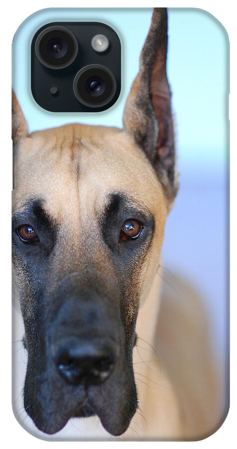 Animal iPhone Case featuring the photograph Cappy by Lisa Phillips