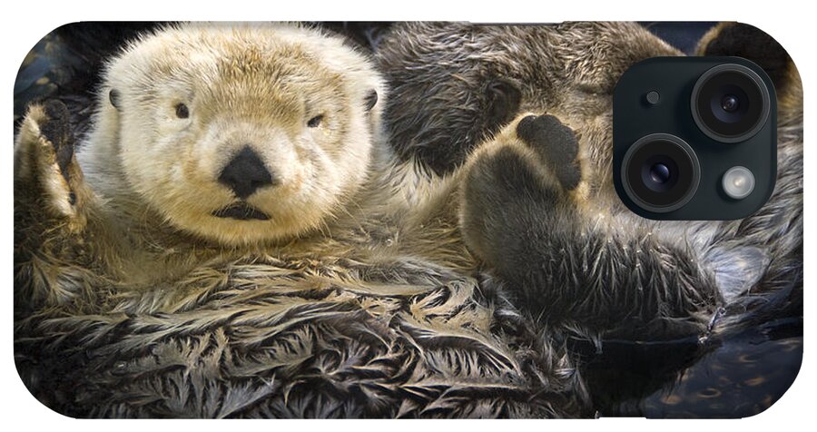 Daytime iPhone Case featuring the photograph Captive Two Sea Otters Holding Paws At by Tom Soucek