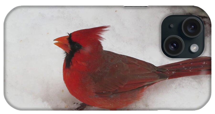 Cardinal iPhone Case featuring the photograph Cardinal in Snow by Linda L Martin