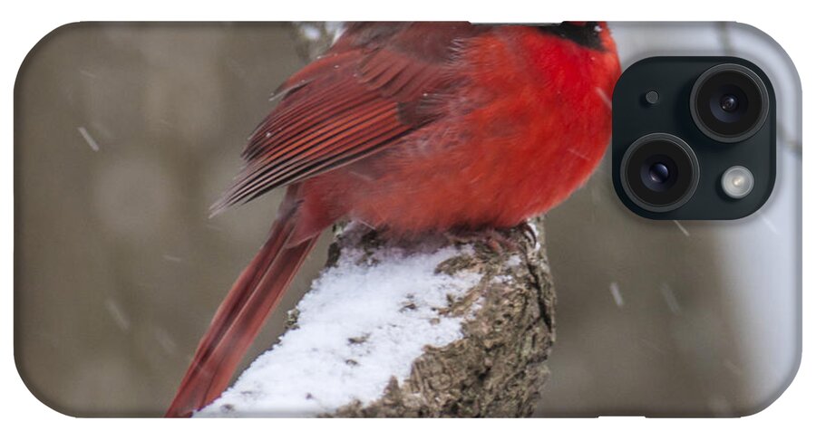 Cardinal iPhone Case featuring the photograph Cardinal In The Snow by Cathy Kovarik