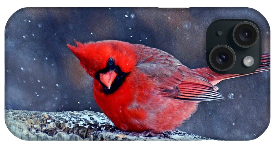 Bird iPhone Case featuring the photograph Cardinal in the Snow by Rodney Campbell