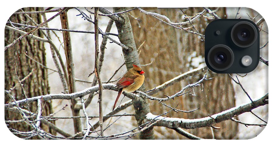 Bird iPhone Case featuring the photograph Cardinal in Winter by Aimee L Maher ALM GALLERY