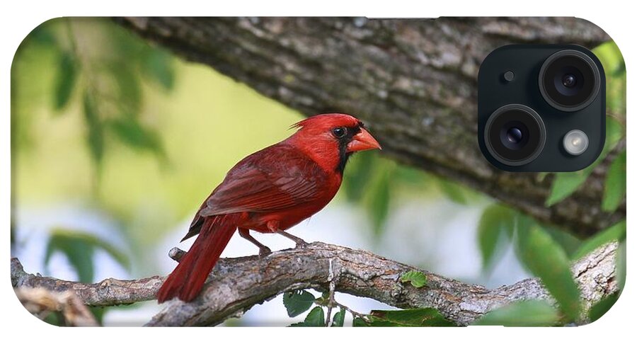 Cardinal Bird iPhone Case featuring the photograph Cardinal by John Rohloff