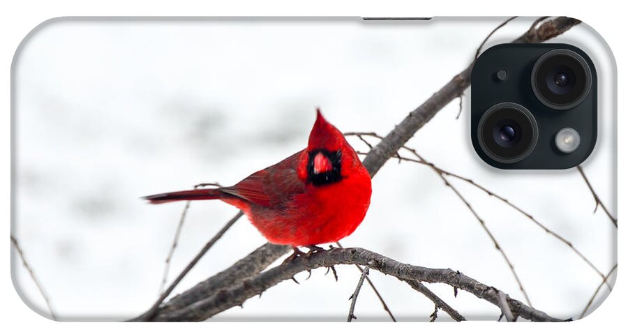 Cardinal iPhone Case featuring the photograph Cardinal On A Branch by Mary Carol Story