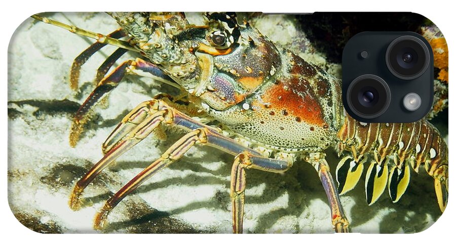 Nature iPhone Case featuring the photograph Caribbean Spiny Reef Lobster by Amy McDaniel