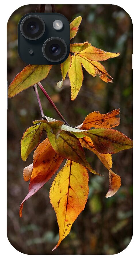 Autumn iPhone Case featuring the photograph Cascade of Leaves by Karen Harrison Brown