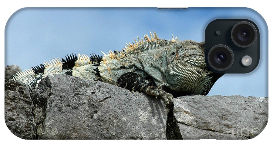 Iguana iPhone Case featuring the photograph Catching some Rays by Vivian Christopher