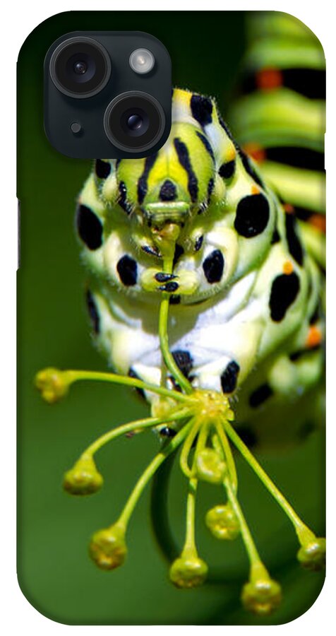 Old World Swallowtail iPhone Case featuring the photograph Caterpillar of the Old World Swallowtail by Torbjorn Swenelius