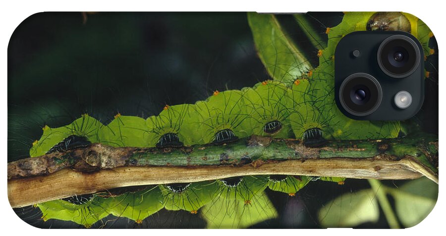 Feb0514 iPhone Case featuring the photograph Caterpillar Tam Dao Np Vietnam by Mark Moffett