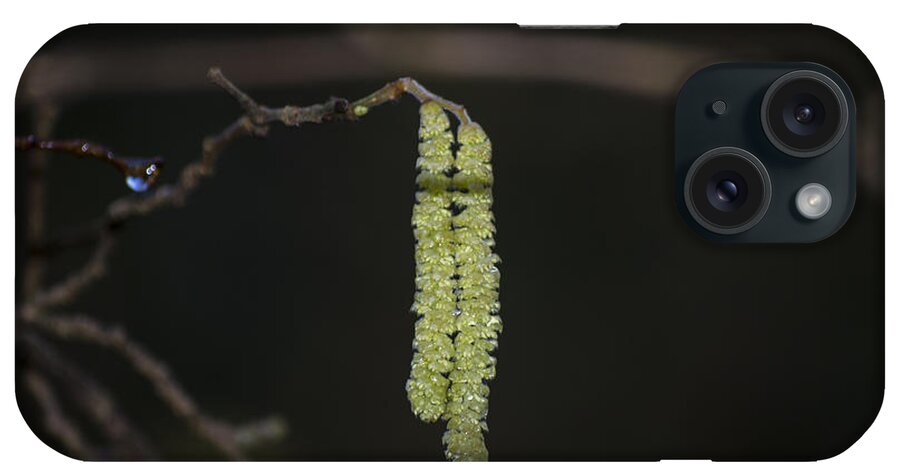 Spring iPhone Case featuring the photograph Catkins Teardrop by Spikey Mouse Photography