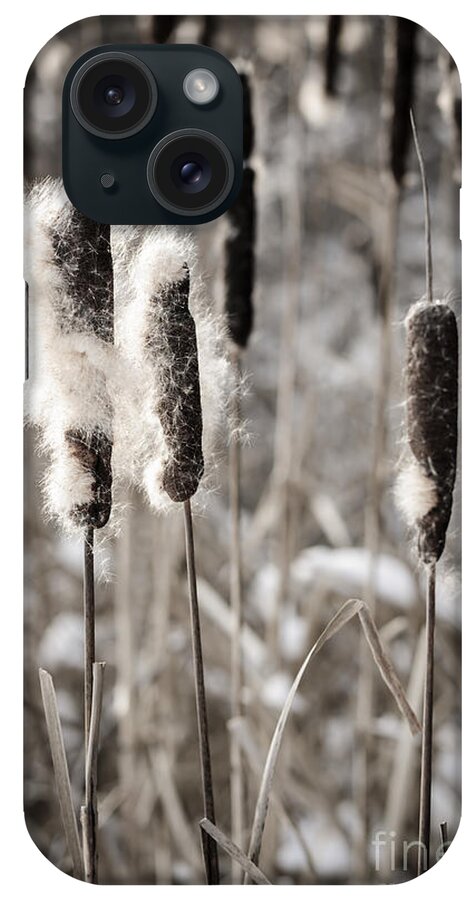 Cattails iPhone Case featuring the photograph Cattails in winter by Elena Elisseeva