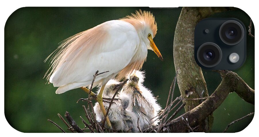Egret iPhone Case featuring the photograph Cattle Egret Tending Her Nest by Gregory Daley MPSA