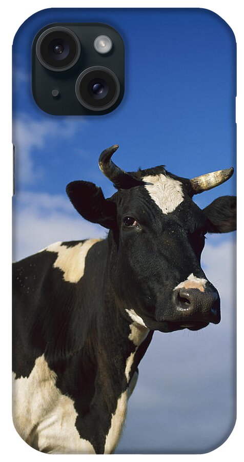 Feb0514 iPhone Case featuring the photograph Cattle Portrait Europe by Konrad Wothe
