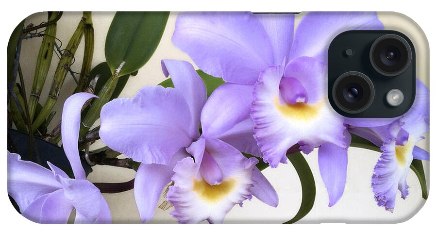 Orchid iPhone Case featuring the photograph Cattleya Orchid by Bradford Martin