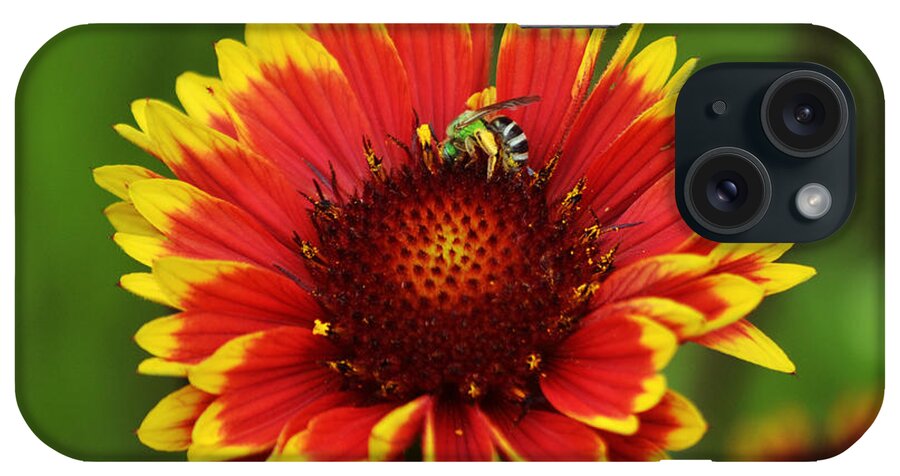 Bee iPhone Case featuring the photograph Caught Snacking by Kevin Fortier