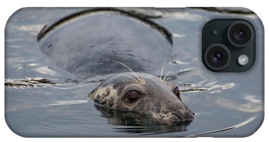 Seal iPhone Case featuring the photograph Cautious Seal by Andreas Berthold