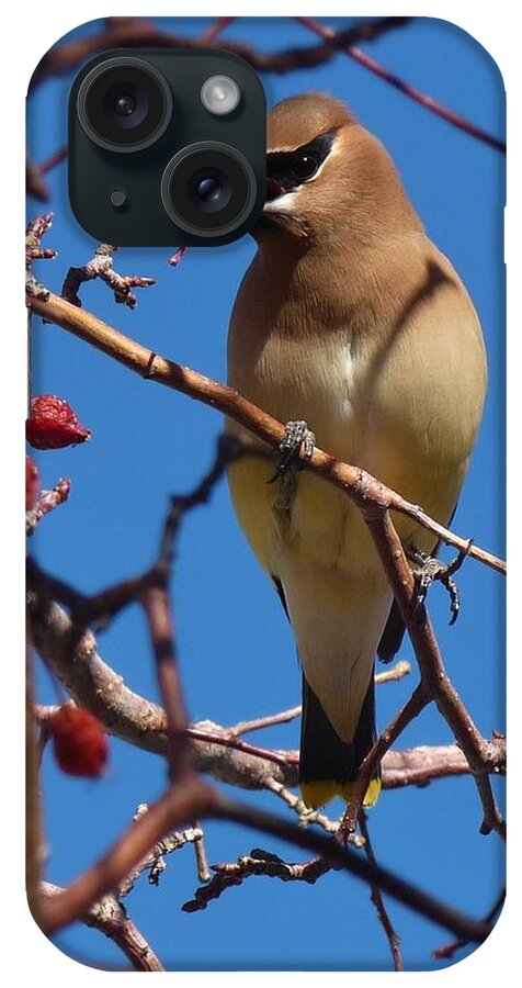 Birds iPhone Case featuring the photograph Cedar Waxwing by Tranquil Light Photography