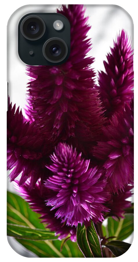Celosia iPhone Case featuring the photograph Celosia by Terence Davis