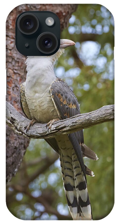 Martin Willis iPhone Case featuring the photograph Channel-billed Cuckoo Fledgling by Martin Willis