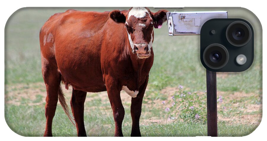 Cow iPhone Case featuring the photograph Checking The Mail by Shane Bechler