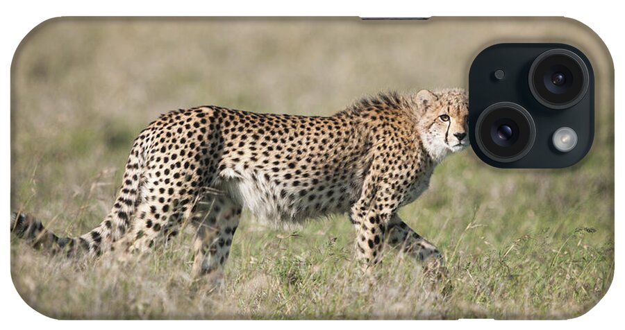 Feb0514 iPhone Case featuring the photograph Cheetah Cub Kenya by Tui De Roy