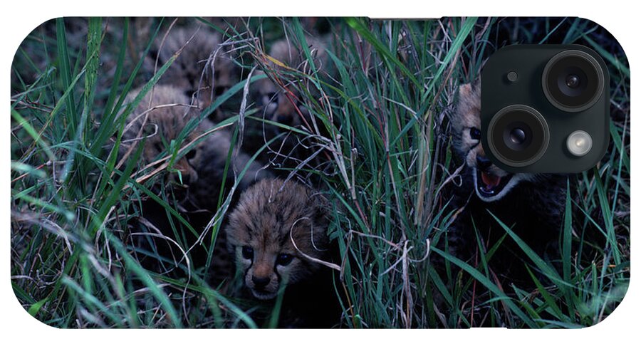 Animals iPhone Case featuring the photograph Cheetah Cubs In The Grass, Kenya by Robert Caputo