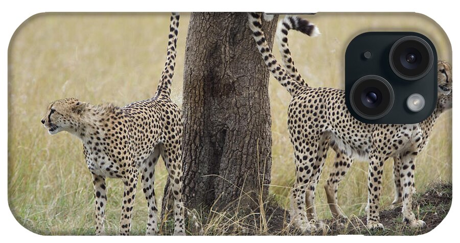 Suzi Eszterhas iPhone Case featuring the photograph Cheetah Males Marking Tree Kenya by Suzi Eszterhas