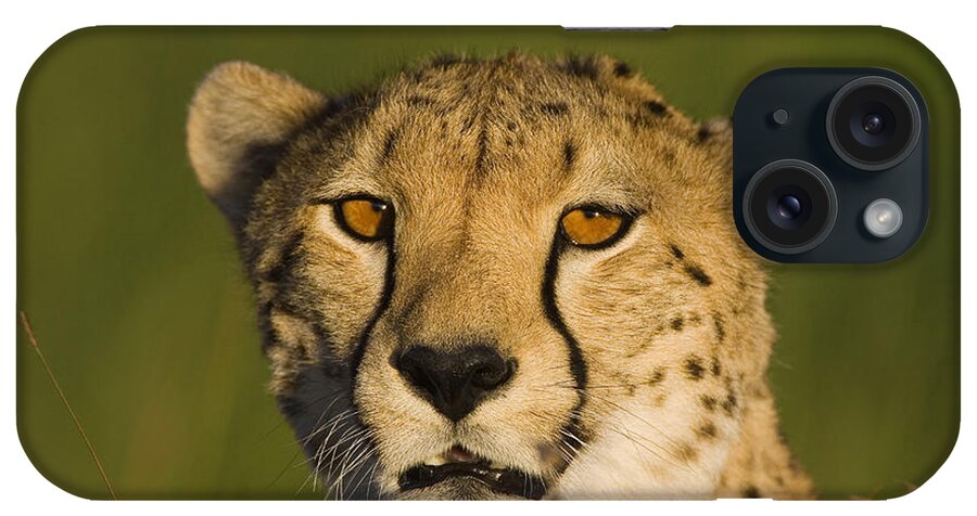 Suzi Eszterhas iPhone Case featuring the photograph Cheetah Masai Mara Kenya by Suzi Eszterhas