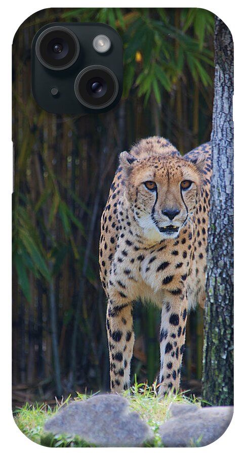 Cheetah iPhone Case featuring the photograph Cheetah Watching by Keith Lovejoy