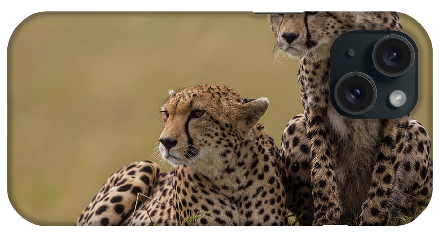Kenya iPhone Case featuring the photograph Cheetahs Scanning The Savanna For Prey by Manoj Shah