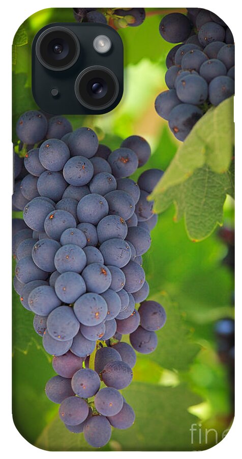 America iPhone Case featuring the photograph Chelan Blue Grapes by Inge Johnsson