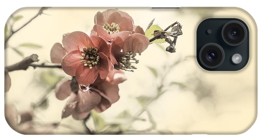 Cherry Blossom iPhone Case featuring the photograph Cherry Blossoms by Peter V Quenter