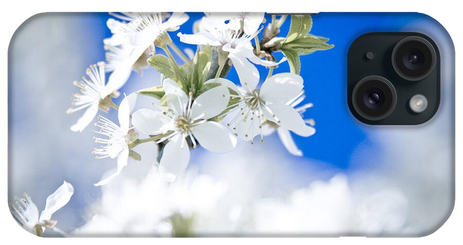 Flowers iPhone Case featuring the photograph Cherry tree blossom by Raimond Klavins