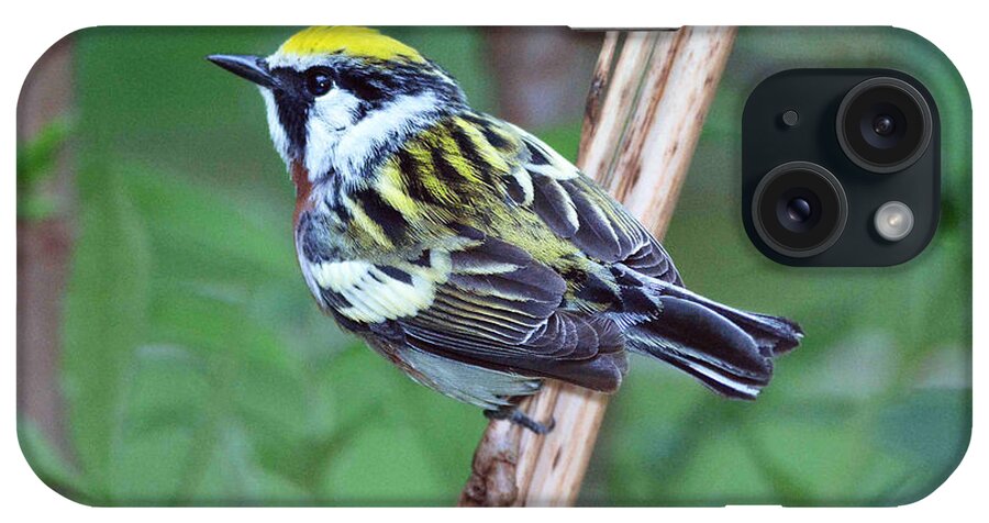 Bird iPhone Case featuring the photograph Chestnut-sided Warbler by Alan Lenk