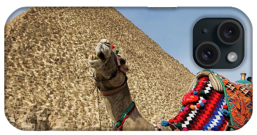 Working Animal iPhone Case featuring the photograph Chewing Camel - Great Pyramid Of Giza by John Griffiths (griff~ography) York, Uk
