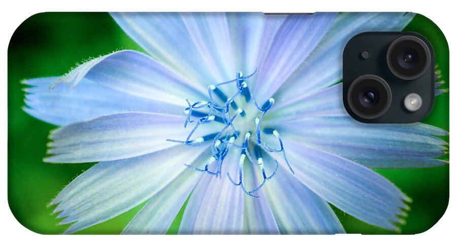 Flower iPhone Case featuring the photograph Chicory by Chris Bordeleau
