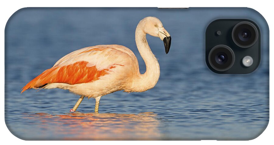 Nis iPhone Case featuring the photograph Chilean Flamingo by Ronald Kamphius