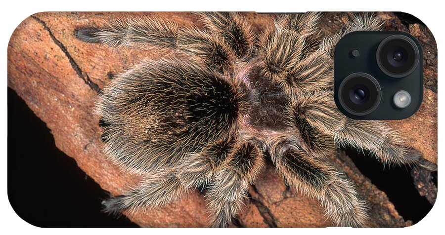 Animal iPhone Case featuring the photograph Chilean Rose Tarantula by Simon D. Pollard