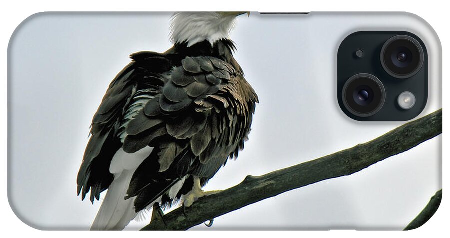 Bald Eagle iPhone Case featuring the photograph Chilkat River Bald Eagle by Stephen Johnson
