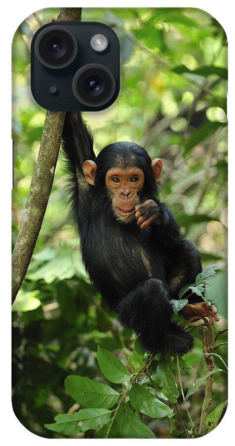 Thomas Marent iPhone Case featuring the photograph Chimpanzee Baby On Liana Gombe Stream by Thomas Marent