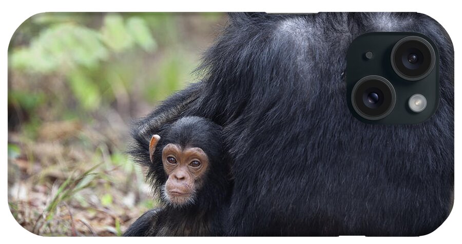 Feb0514 iPhone Case featuring the photograph Chimpanzee Female With Baby Tanzania by Konrad Wothe