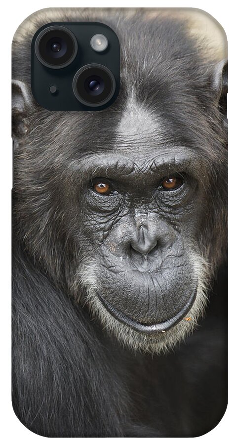 Hiroya Minakuchi iPhone Case featuring the photograph Chimpanzee Portrait Ol Pejeta by Hiroya Minakuchi