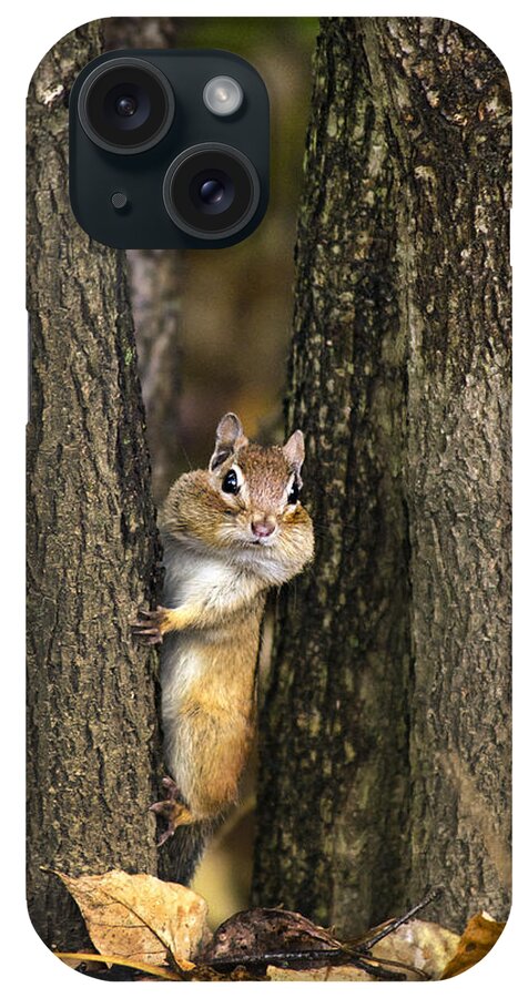 Chipmunk iPhone Case featuring the photograph Chipmunk Peek A Boo by Christina Rollo