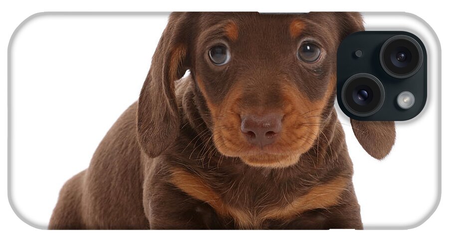Dachshund iPhone Case featuring the photograph Chocolate Dachshund Puppy by Mark Taylor