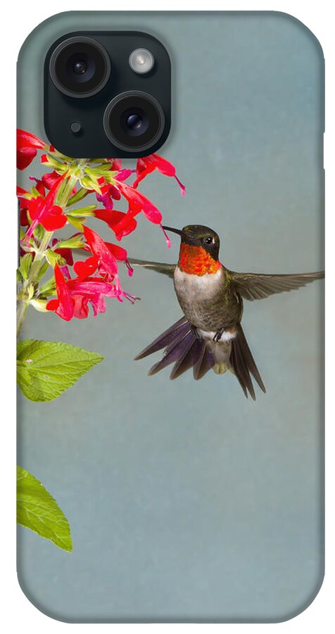  Hummingbird iPhone Case featuring the photograph Choices by Jim E Johnson