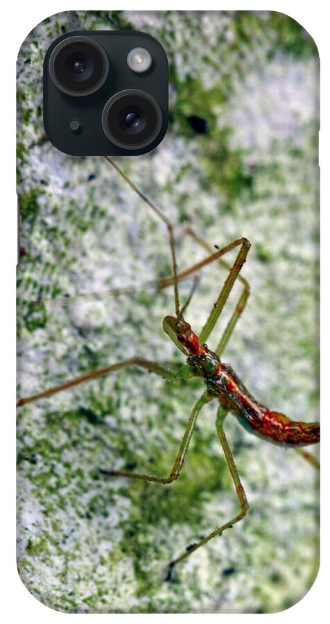Insects iPhone Case featuring the photograph Christmas Bug by Jennifer Robin