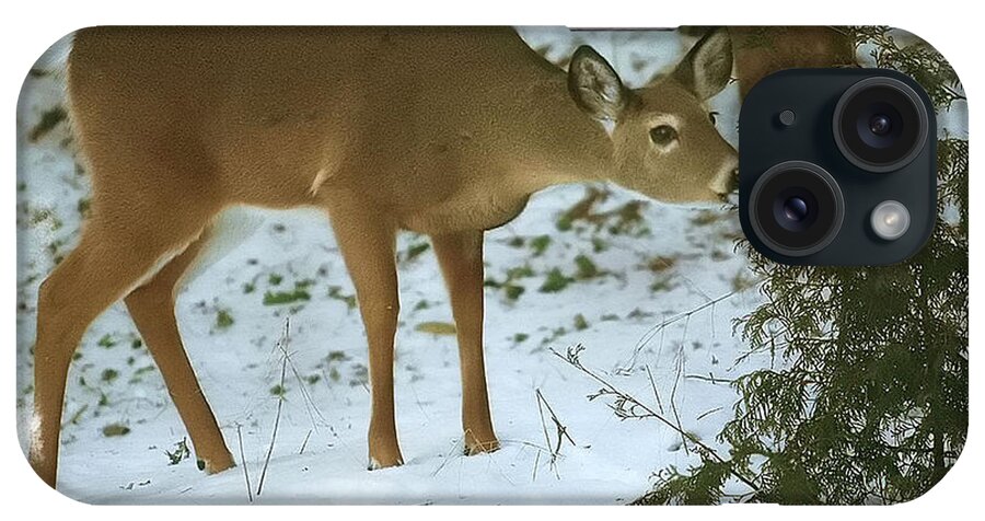 Whitetail Deer iPhone Case featuring the photograph Christmas Doe by Clare VanderVeen