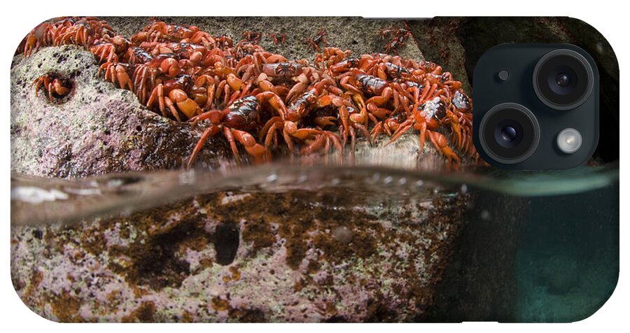 Flpa iPhone Case featuring the photograph Christmas Island Red Crab Migation by Colin Marshall